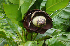 Ensete superbum